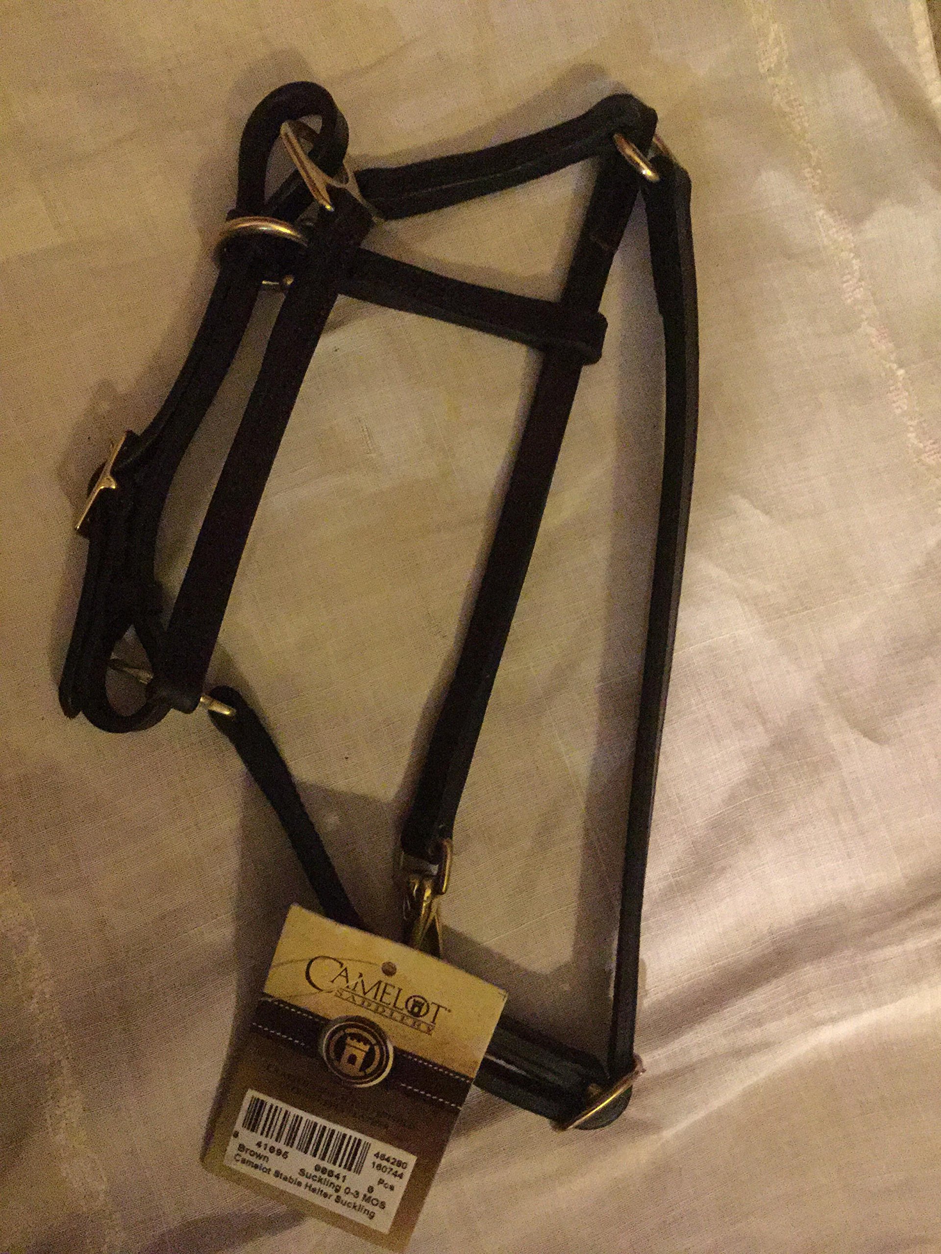 CAMELOTsuckling 0-3 months stable halter