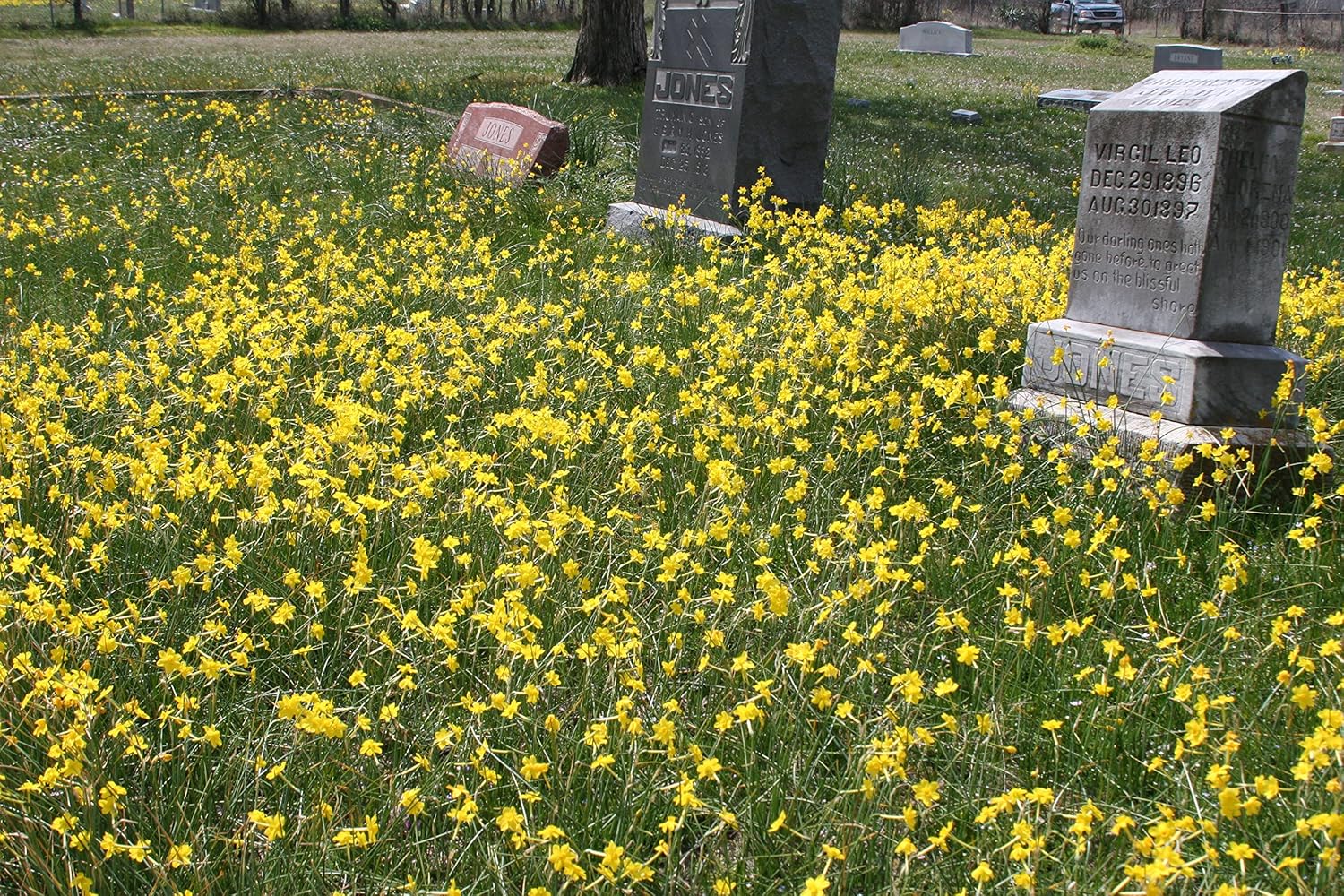 Narcissus x jonquilla 'Jonquil' / 10 Healthy Fresh Daffodil Bulbs That Produce Traditional Yellow Blooms by The Southern Bulb Company
