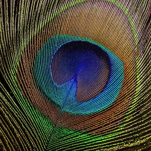 Miniatura 2 de South Beach Crafts 10 piezas de plumas de pavo real auténticas de origen ético de 10 a 12 pulgadas para manualidades, decoración de atuendo festivo,