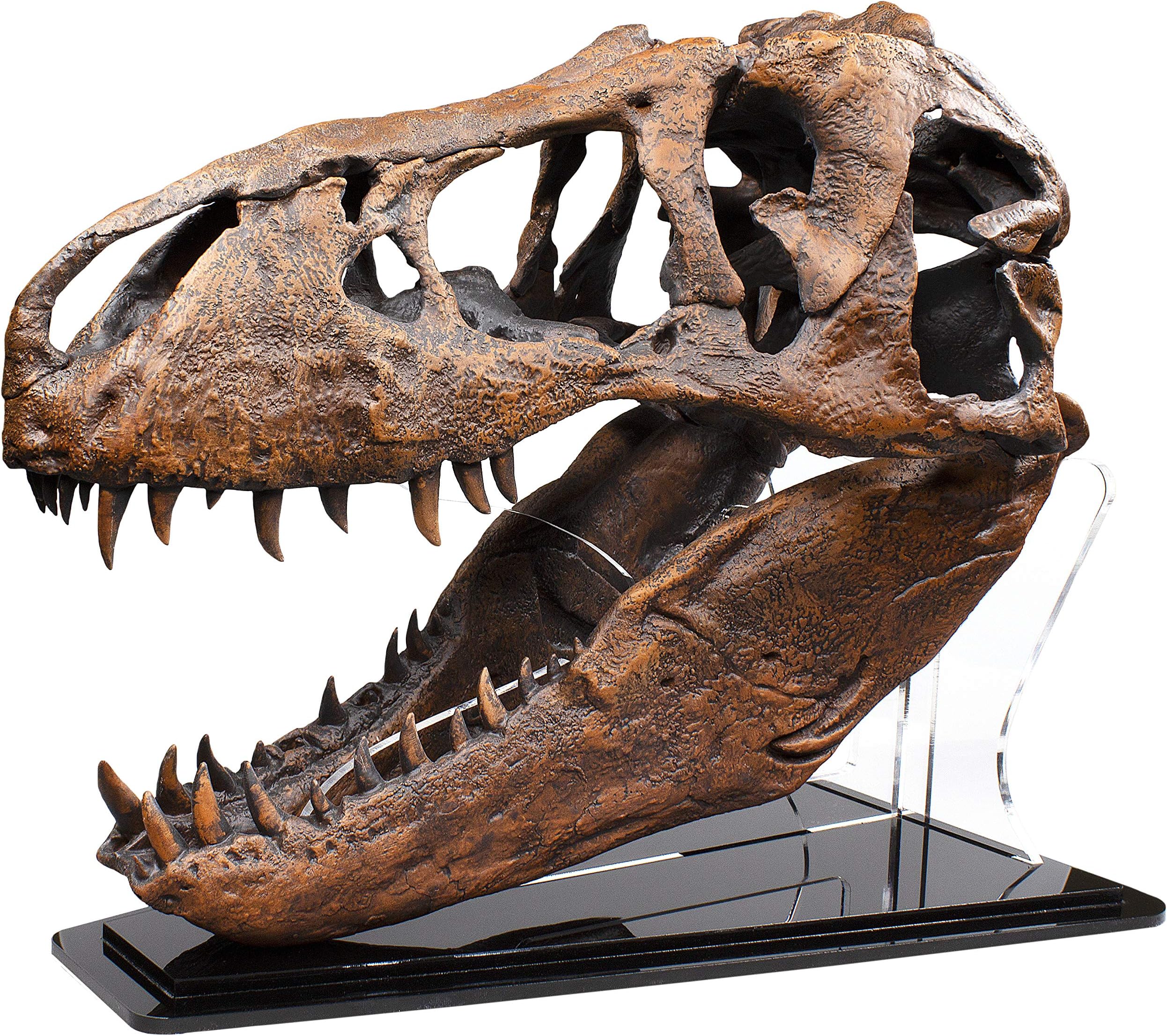 Smithsonian Nation's T. rex Quarter-Scale Fossil Skull Replica