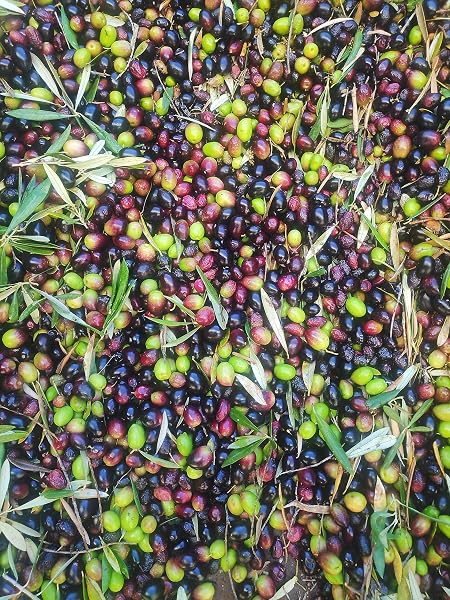 JAVIOLIVA - HUILE D'OLIVE EXTRA VIERGE Naturelle 100% Espagnole - Variété Picual - Pressée à froid, goût intense et fruité, idéale pour cuisiner, les salades et les plats gourmets. (1 x 5 Litres) - 4