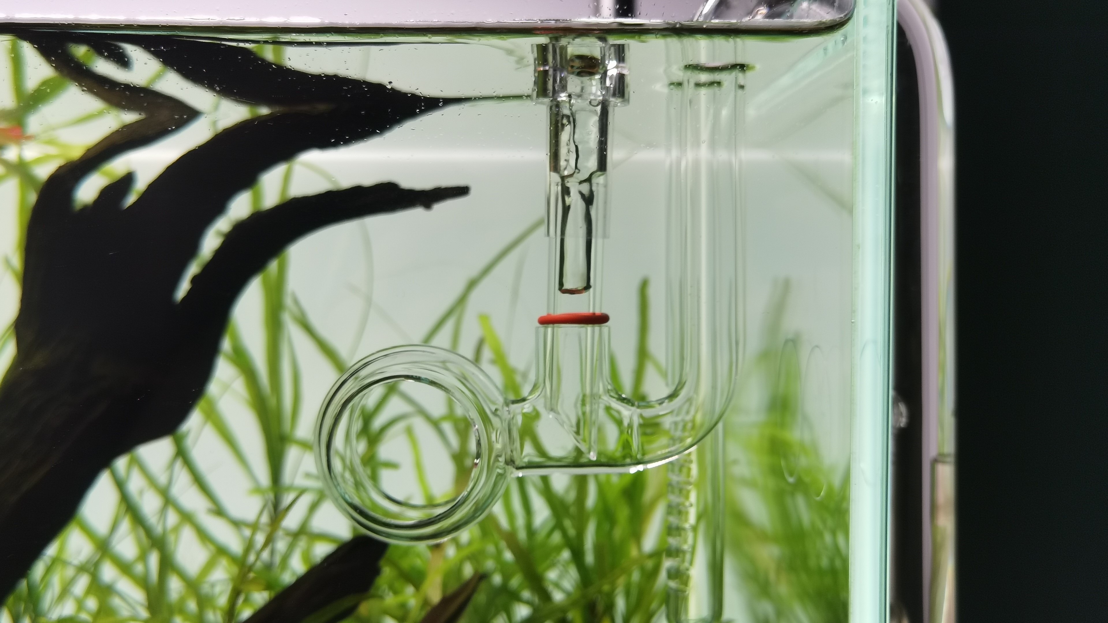 Amazon.com : JARDLI Glass Lily Pipe Spin Outflow with Surface