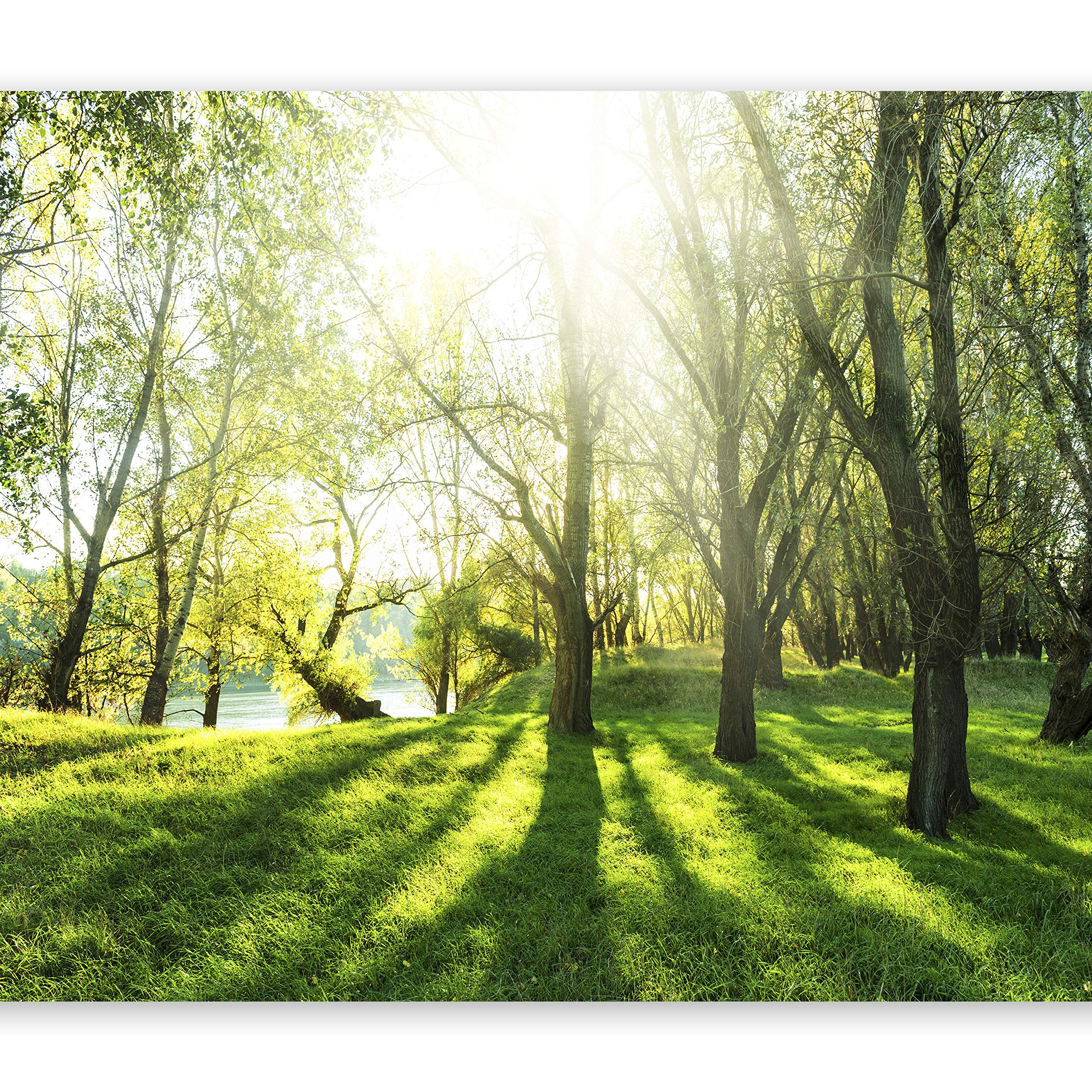 artgeist Wall Mural Forest 177x124 in - XXL Non-Woven Wallpaper Fleece Wall Decor Photo Print Picture Image Design Nature Landscape Green c-B-0336-a-a