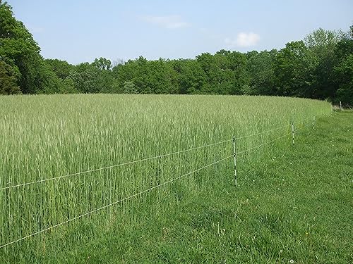 Miniatura 2 de Semillas de grano de centeno de cereales de 10 libras de cobertura polinizada abierta para cosechas de forraje para ciervos
