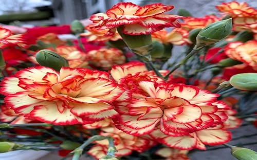 How to grow carnations