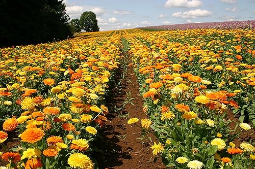 Miniatura 2 de RAISE ME UP Semillas caléndula Mix Pot Caléndula Flores Anuales