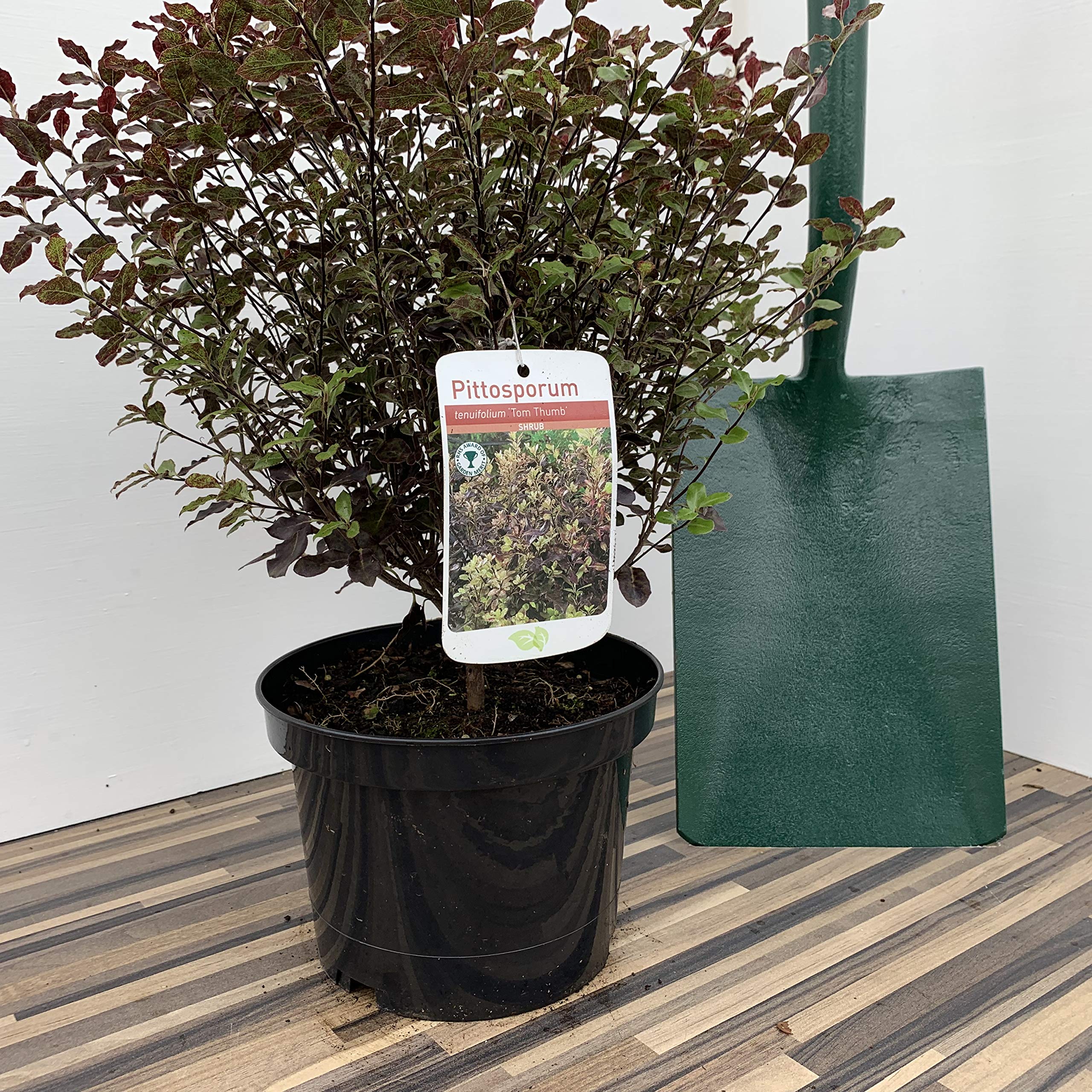 Pittosporum Tom Thumb Supplied in a 3 Litre Pot
