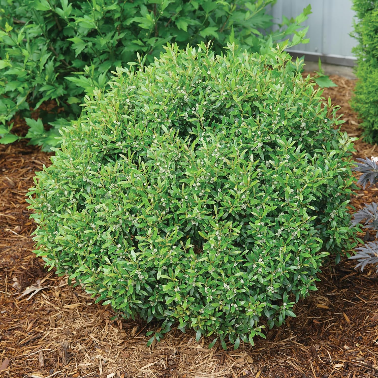 Proven Winners Gem Box Inkberry Holly (Ilex glabra) Live Plant, 4.5" Qt, 4 Pack