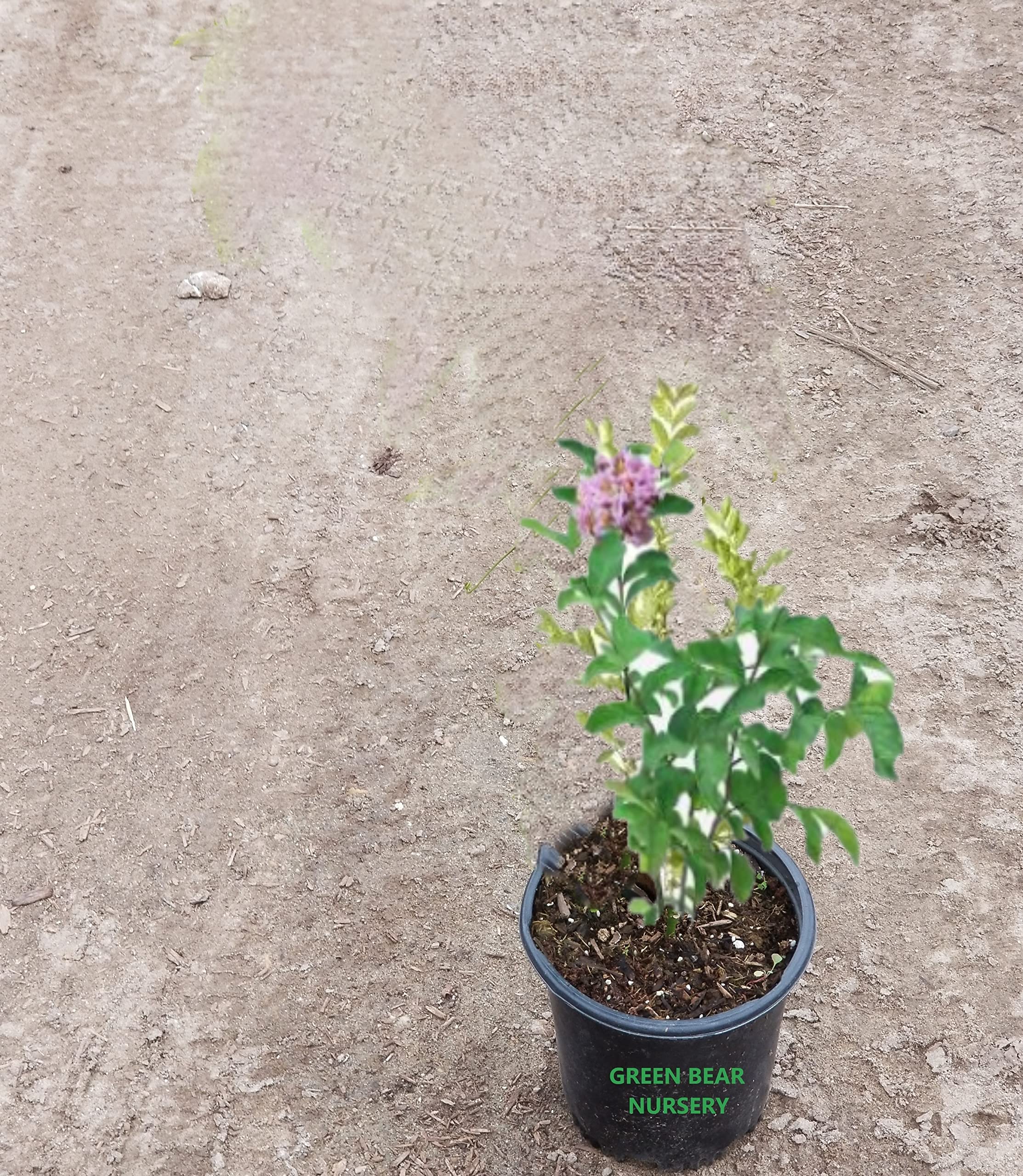 みーちゃん　ラベンダー2 、ティーツリー2 imgrc0129551709.jpg