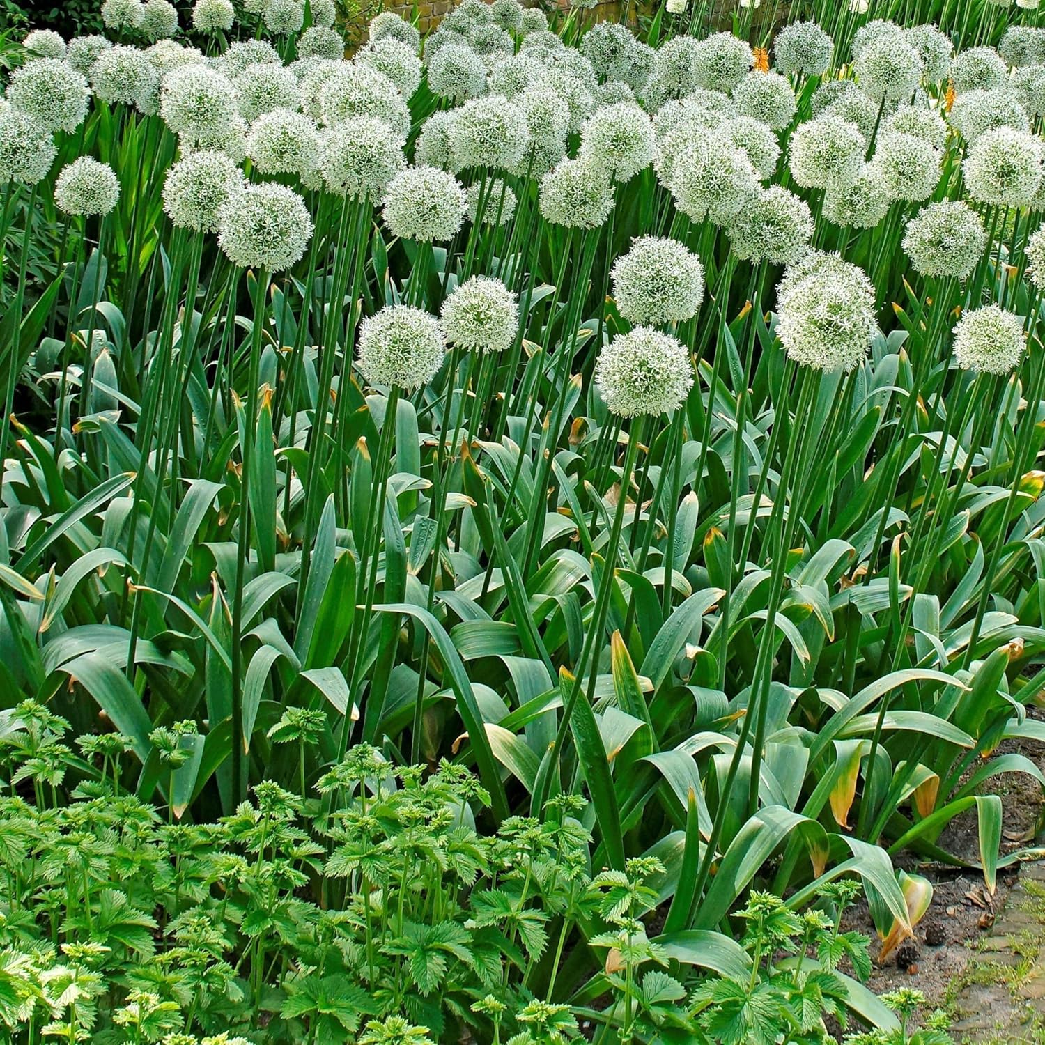 Votaniki Mount Everest Allium Bulbs - Perennial Allium (Ornamental Onion) | Attracts Pollinators, Long Lasting Beauty, Versatile Allium - Easy to Grow (3 Pack)