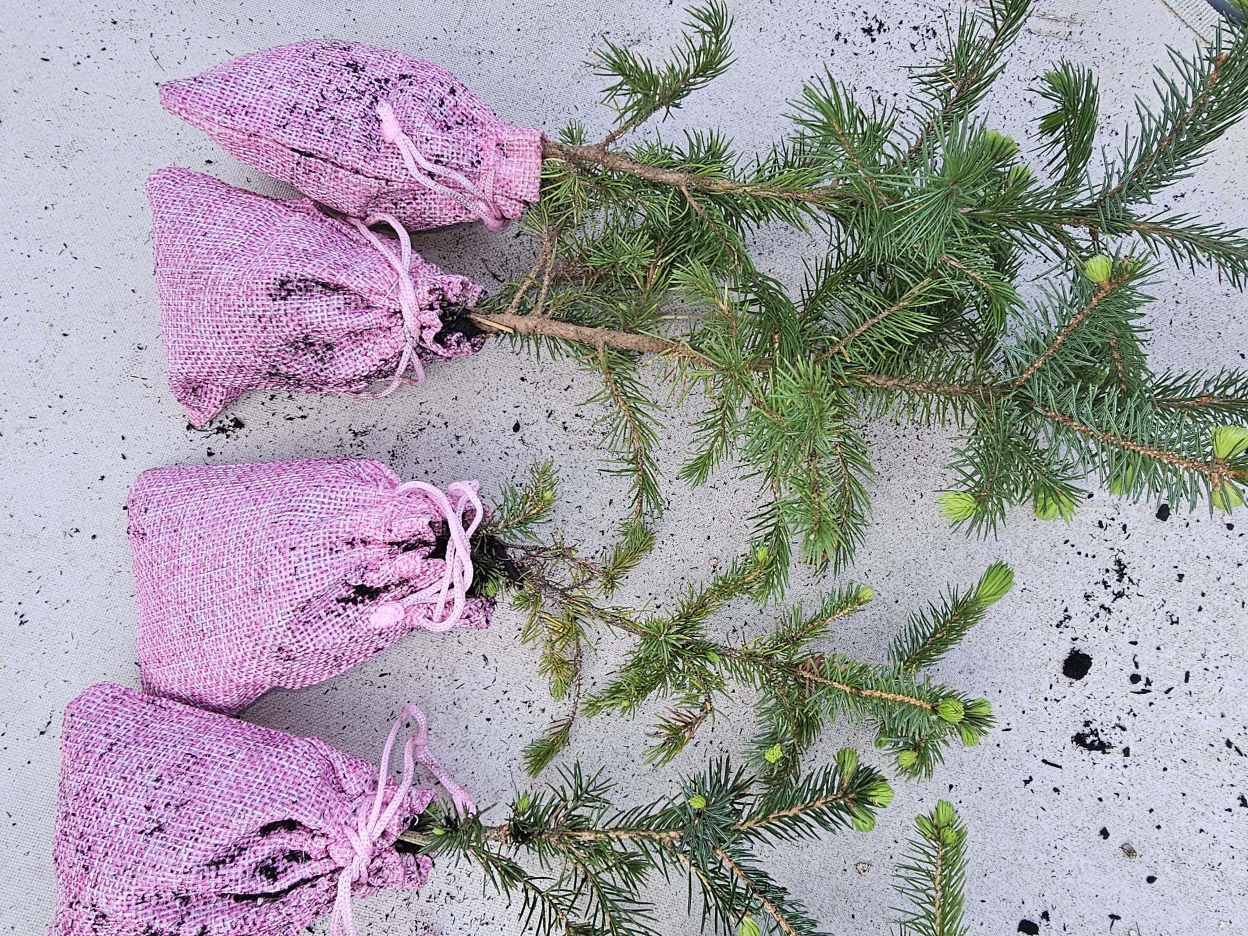 4pack 6-9"" Norway Spruce Live Tree Plants from Oregon Evergreen Pine