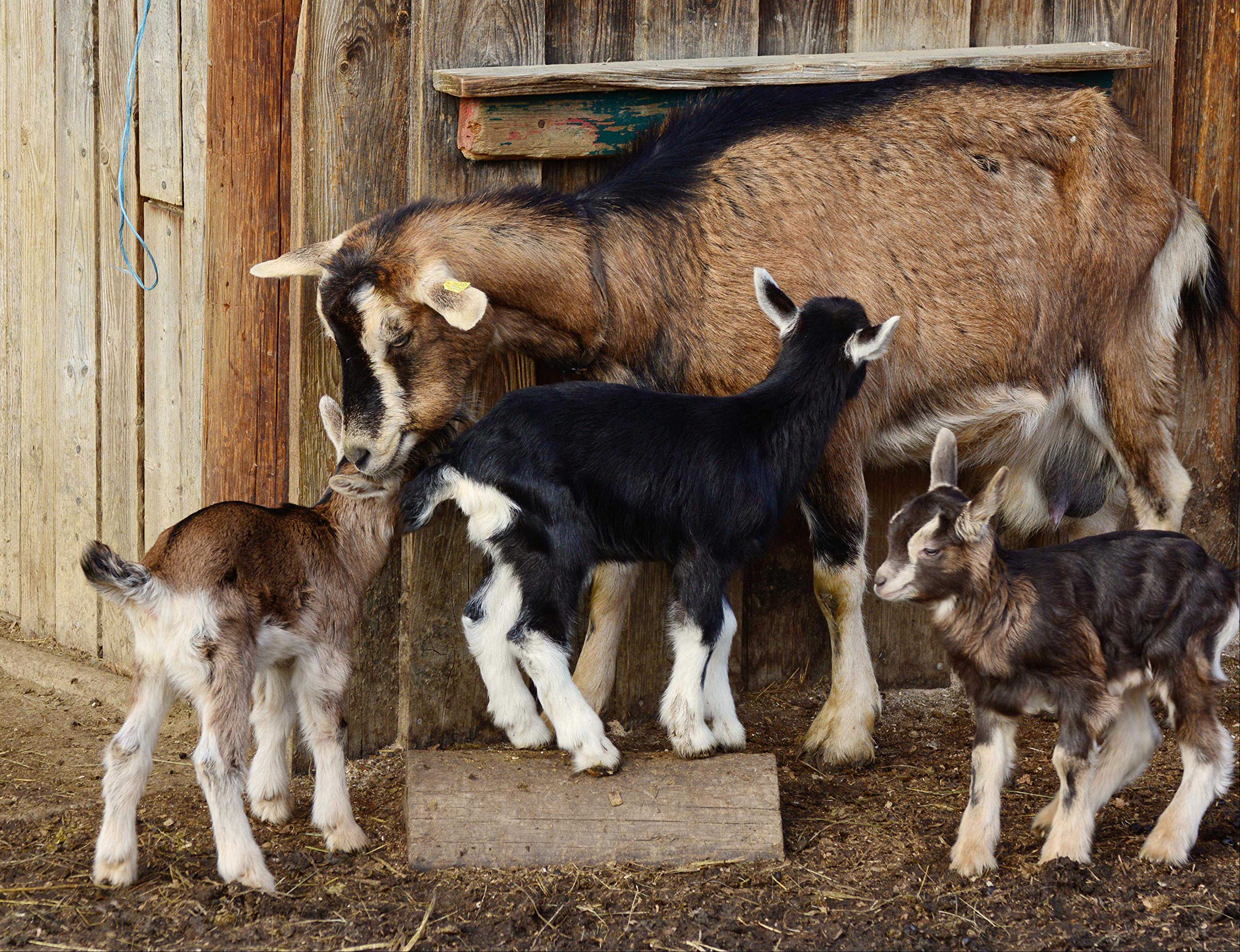 - Young Goats Puzzle 2000 Pieces | Animal World Puzzle Puzzle Storage 70x100CM