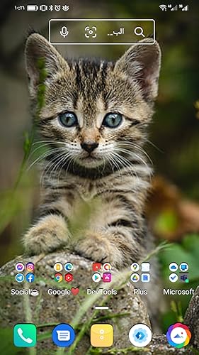 3D HD cats wallpapers