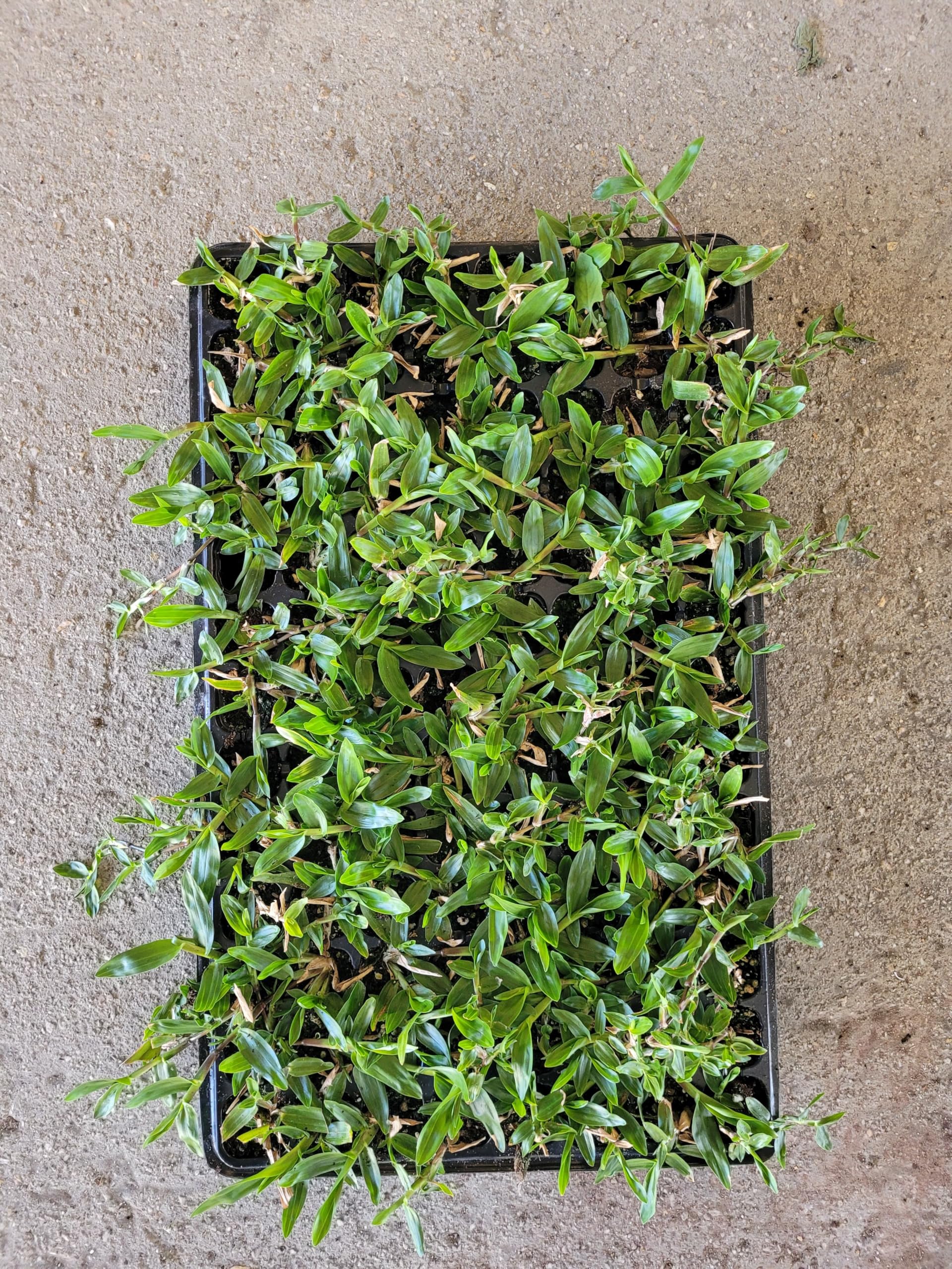 Cesped gramon brasileño bandeja de 80 planteles. Resistente. Zonas calidas y secas. Listo para plantar.
