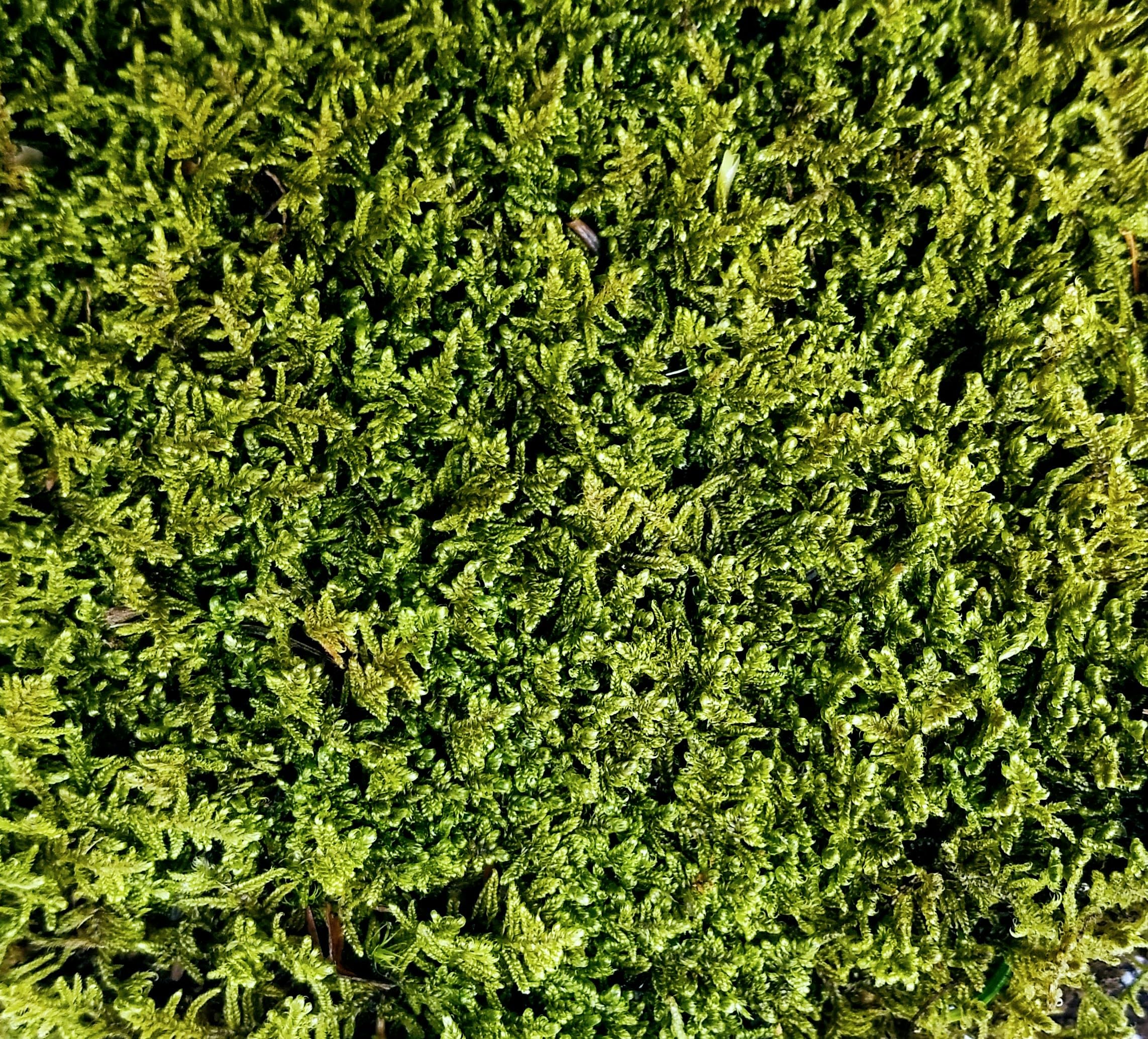 Tin Roof Treasure Value Terrarium Moss Duo, 5