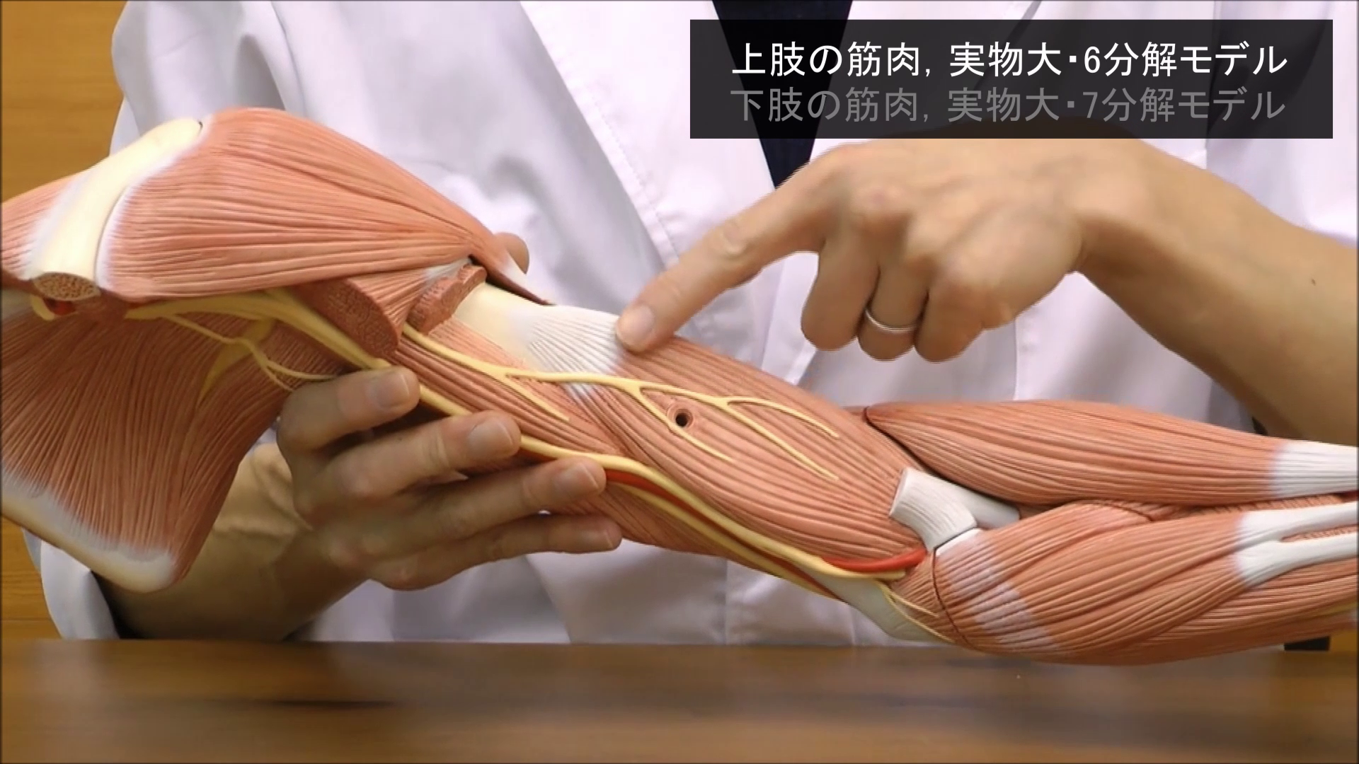 Amazon.co.jp: 実物大の上肢と下肢の筋肉模型セット，筋を取り外し内部
