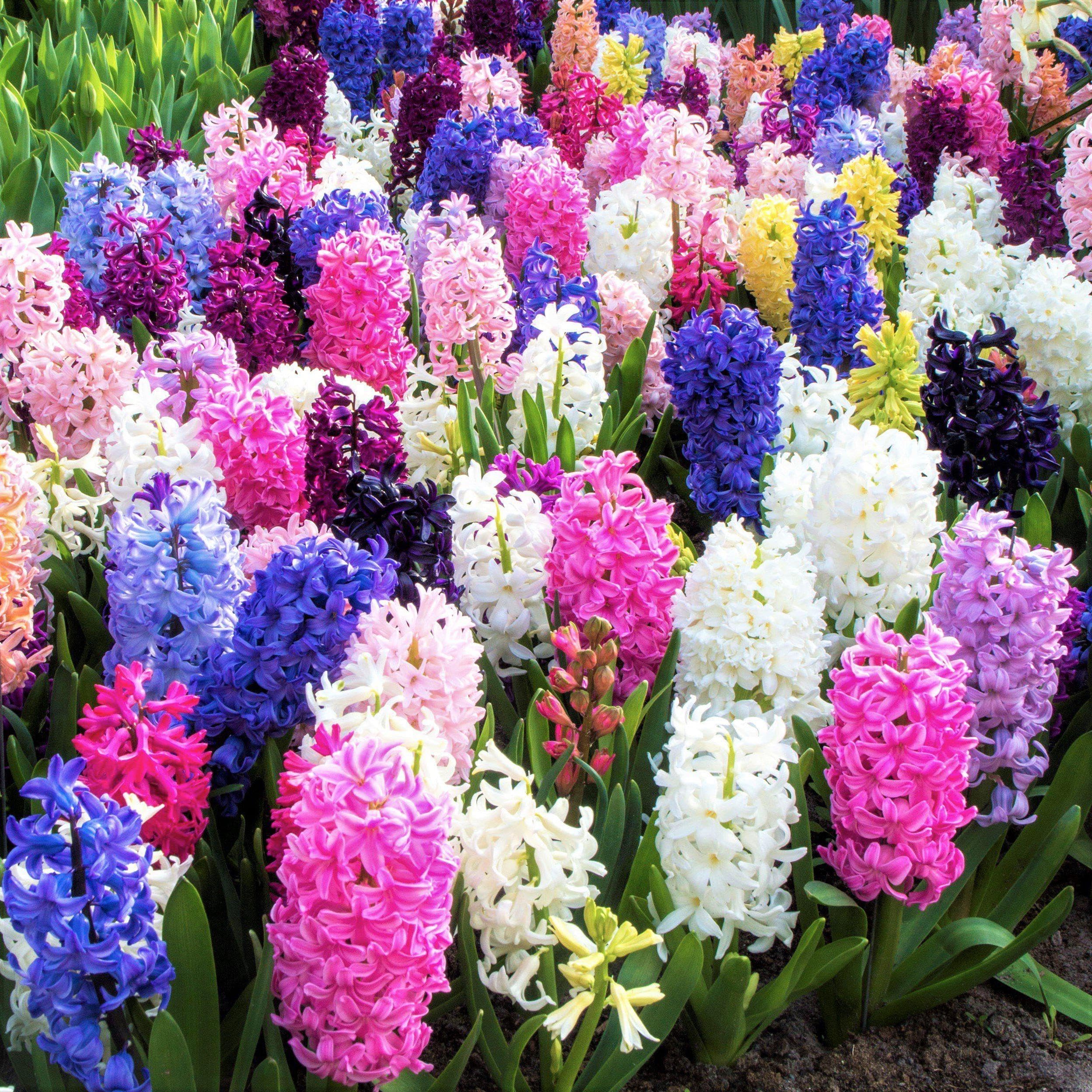 Votaniki Hyacinth Mixed Bulbs - Perennial and Fragrant, Mix Hyacinths Bulbs for Planting | Long Lasting Beauty - Stunning Garden Display (5 Pack)