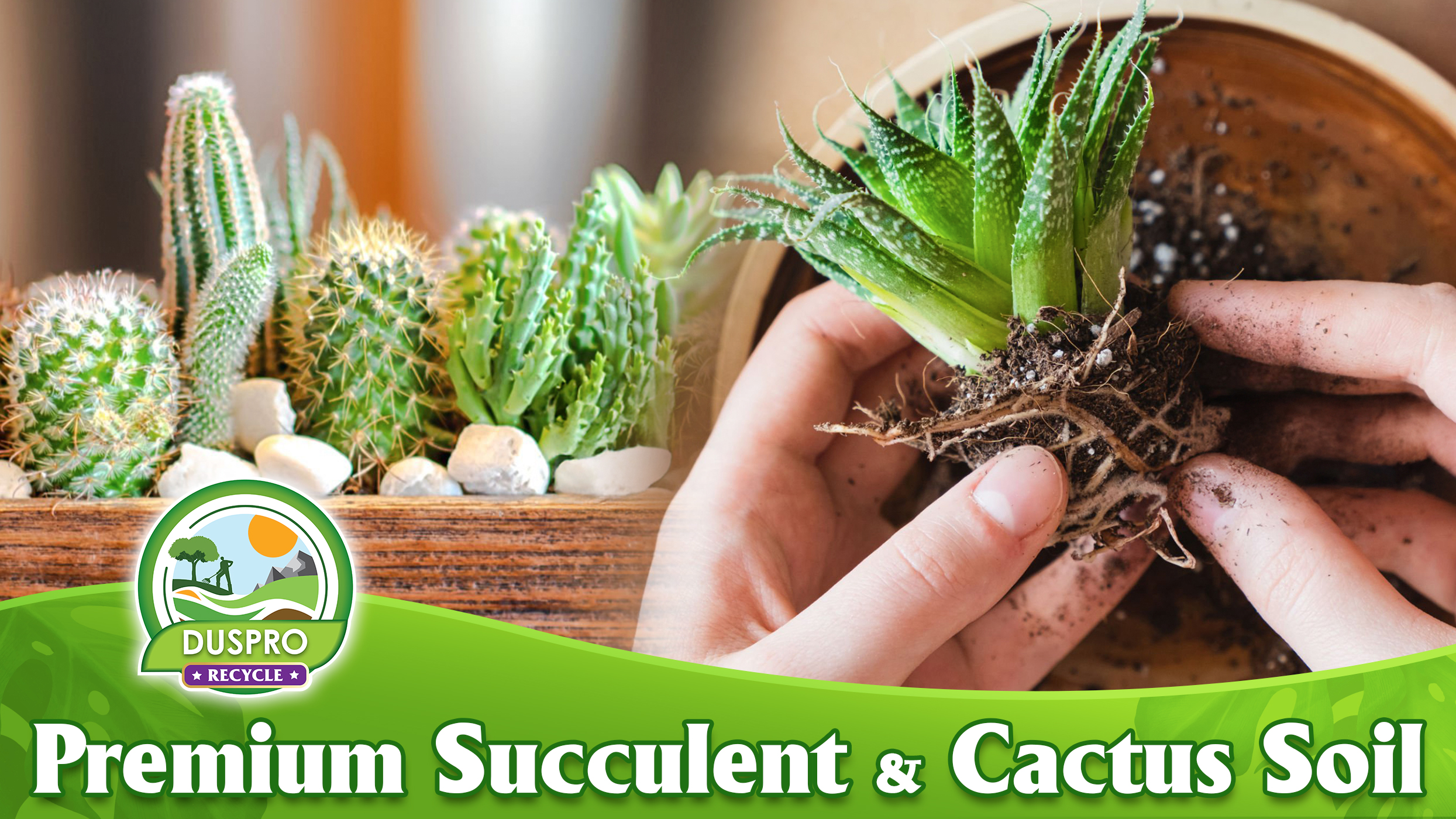 ivory tower succulent Crassula Ivory Tower for Sale| Buy Succulents Online| Succulent Market