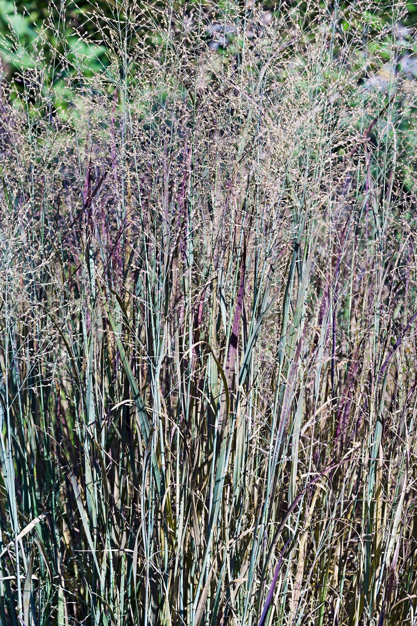 Stauden Gänge 10 x Panicum virgatum 'Heavy Metal' Blaue Rutenhirse | Blaues Ziergras für Sonne, Blüte Juli bis Oktober, mehrjährig, 1 L Topf (11x11 cm)