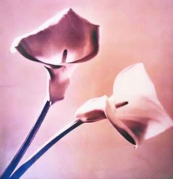 【 PISTILS】Robert Mapplethorpe　新品未読品・美本 A1v5jBk6XqL._UF350,350_QL50_.jpg