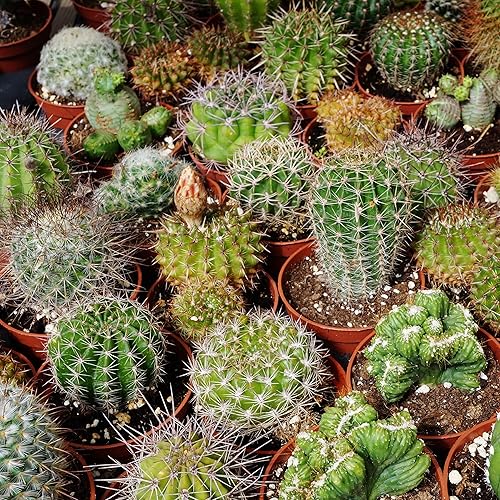 Miniatura 1 de Outsidepride Mezcla de semillas de plantas de jardín tolerante a la sequía de cactus suculentos 1000 semillas