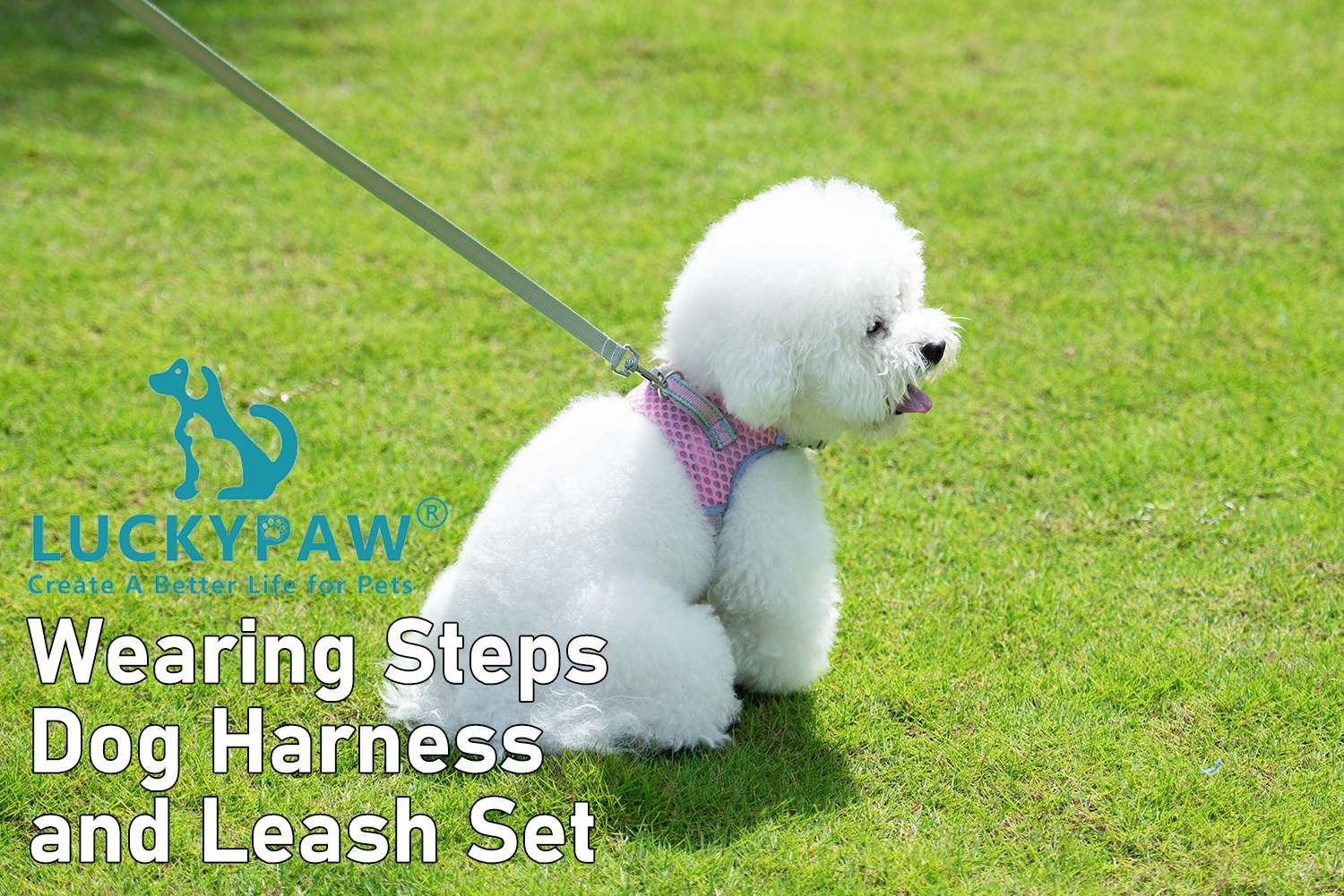 Dog Harness and Leash Set, No Pull Harness for Small Dogs and Cats, Air Mesh Harness with Easy Control Handle and… - Image 8