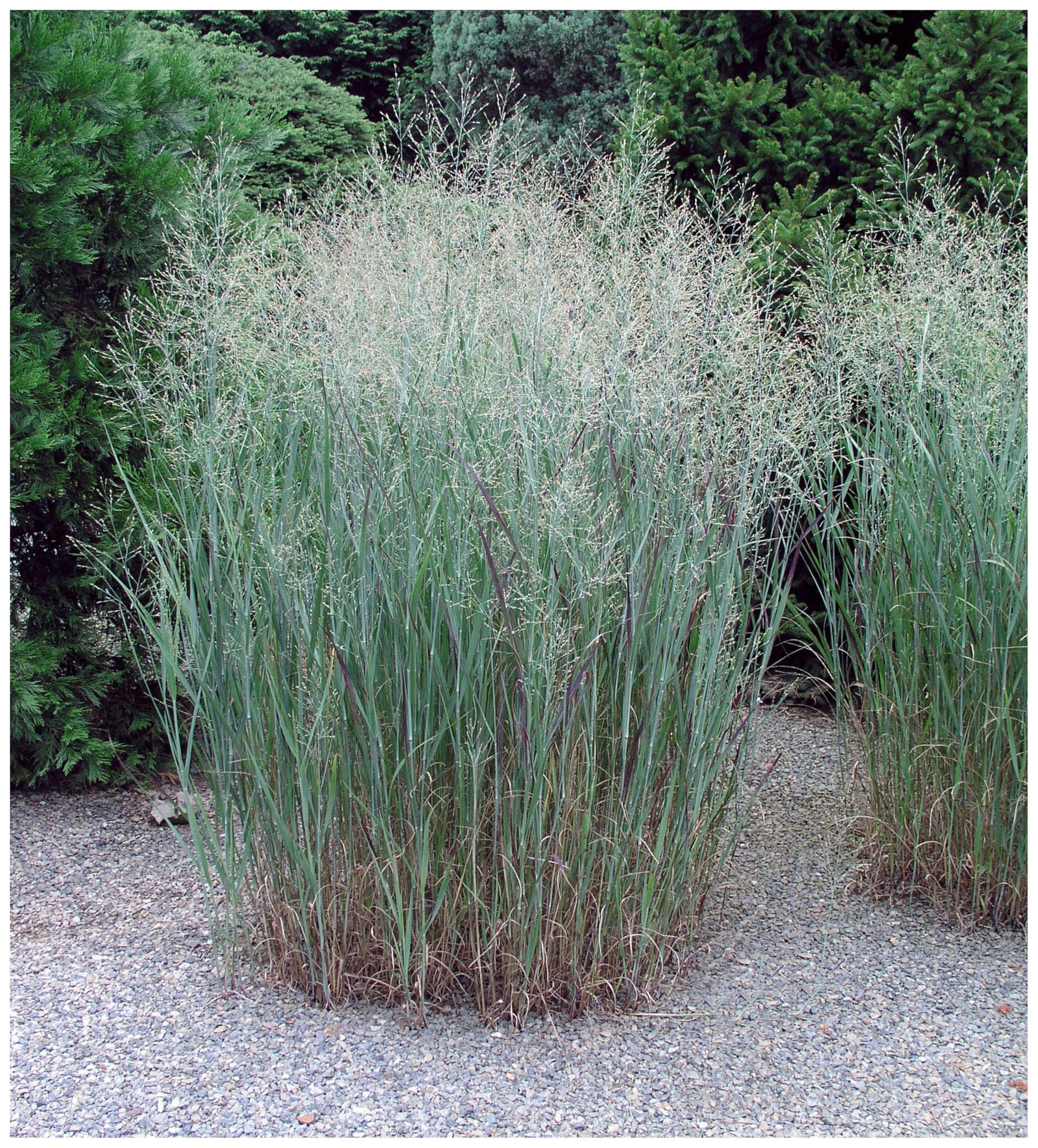 Stauden Gänge 10 x Panicum virgatum 'Heavy Metal' Blaue Rutenhirse | Blaues Ziergras für Sonne, Blüte Juli bis Oktober, mehrjährig, 1 L Topf (11x11 cm)