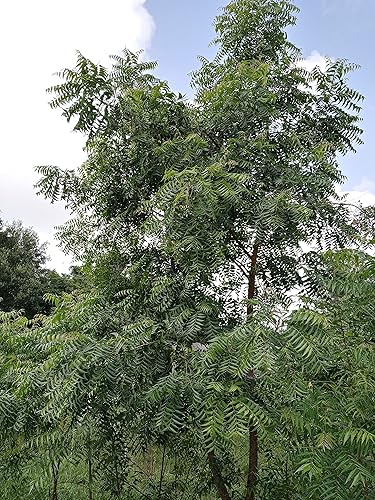 Miniatura 5 de Hojas de neem frescas orgánicas 250 hojas, certificadas frescas de Florida