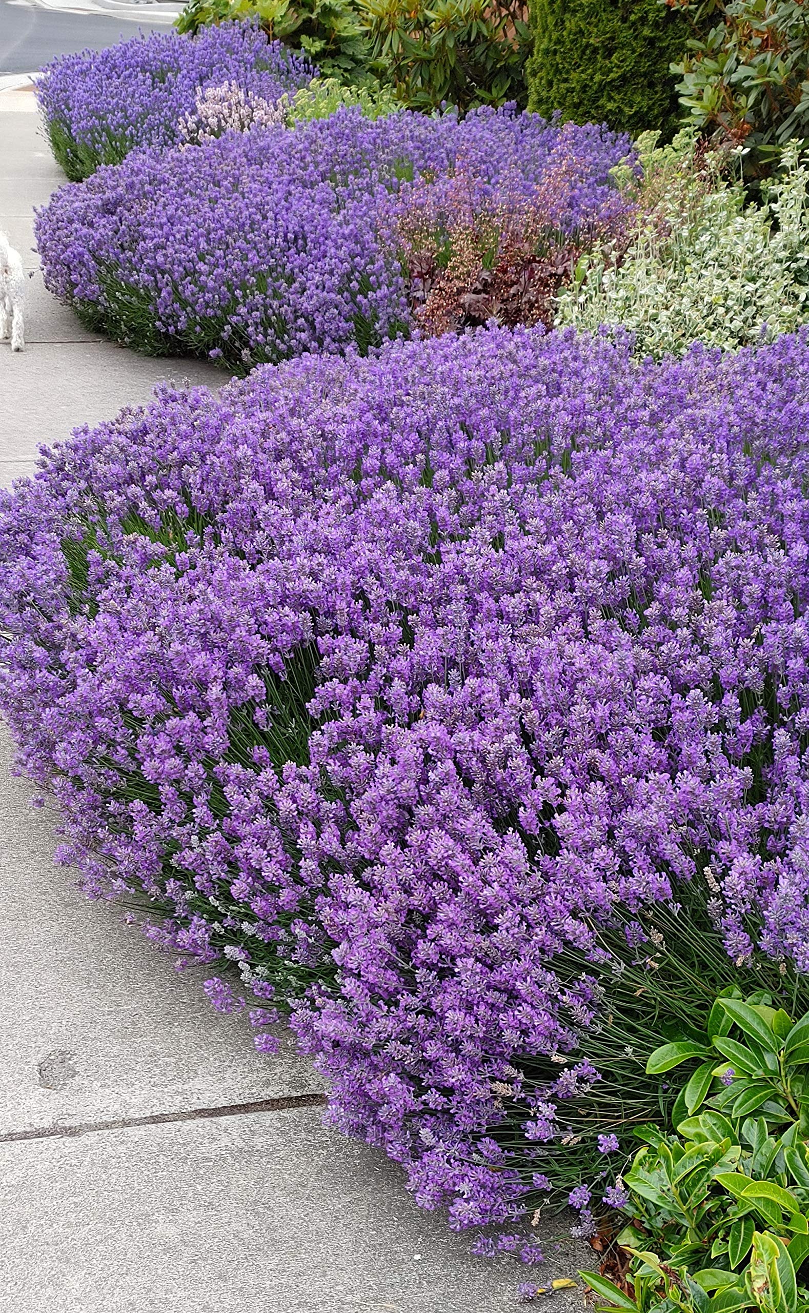 Amazon.com : L+ Sensational Lavender  4 Live Plants in 4" Pots  Rich  Purple Flowers  Fragrant, Bee-Friendly, Drought & Deer Resistant Perennial   Zones 59, Cut Flower & Sachet : Patio, Lawn & Garden