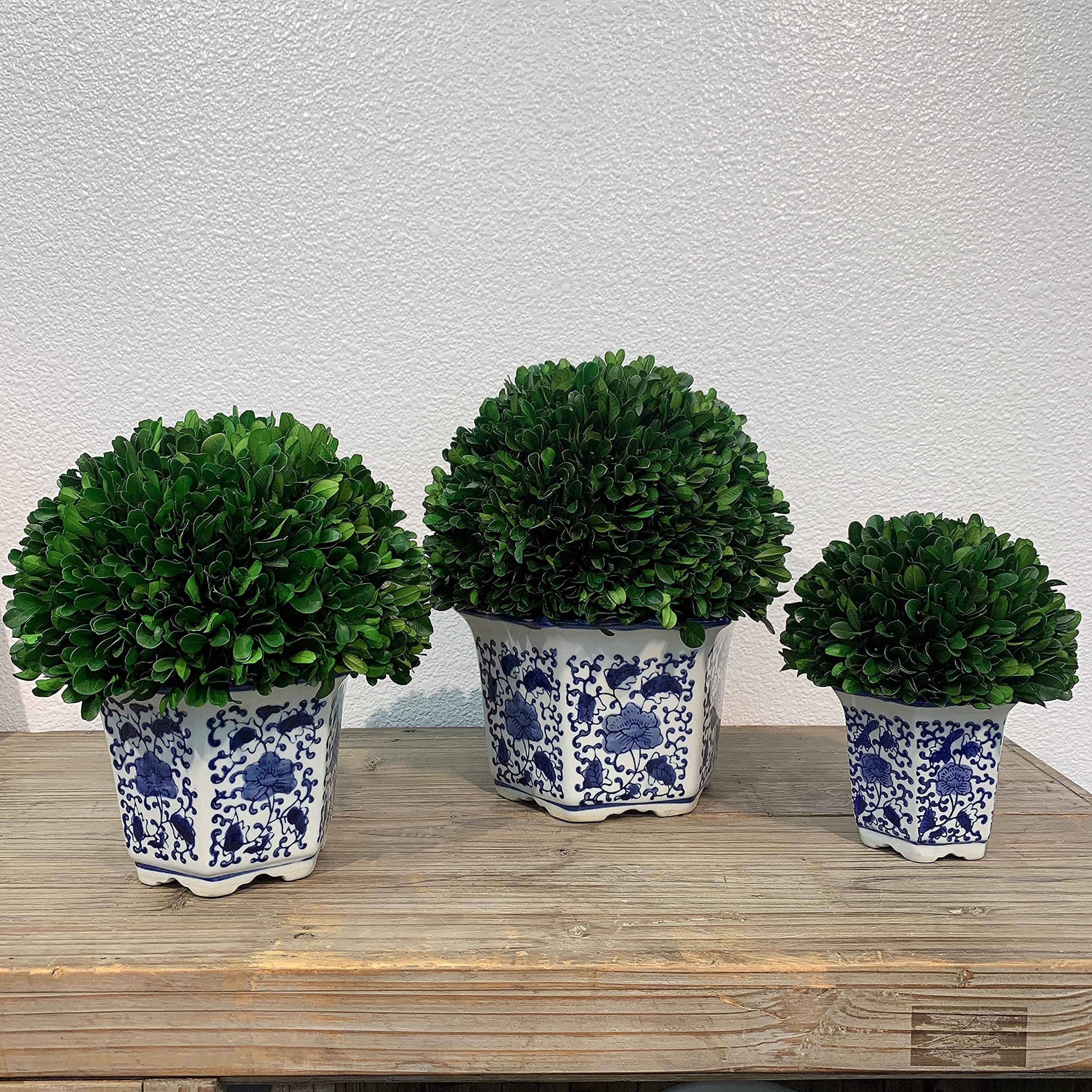 Galt International Zakonserwowany naturalny bukszpan w doniczce ceramicznej - ozdoba na rośliny i stół, oszałamiająca zieleń i dekoracja roślin do domu, niebieski i biały