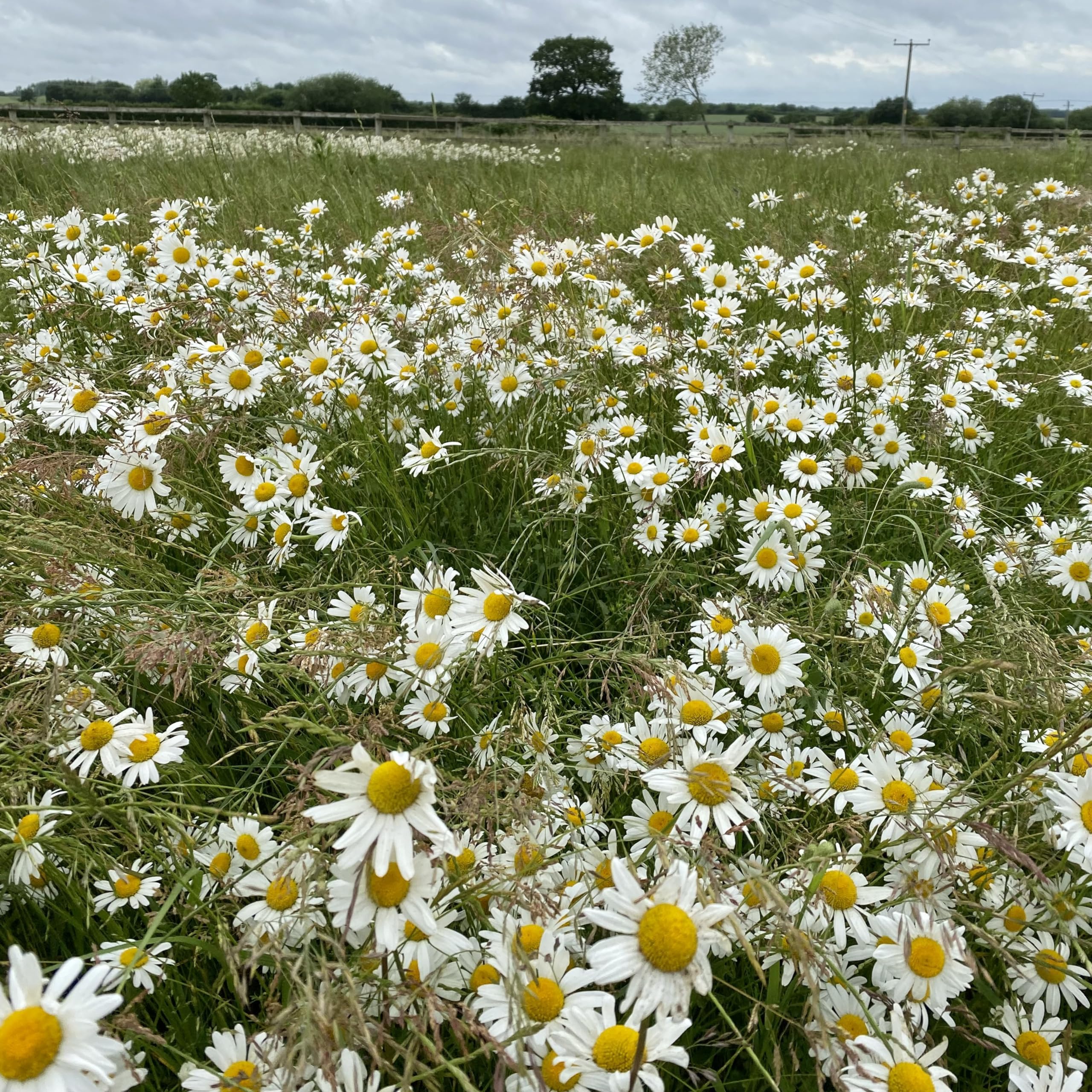 Ox Eye Daisy, Leucanthemum x 3 Plug Plants, Bee and Wildlife Friendly, Cottage Garden, Cut Flowers