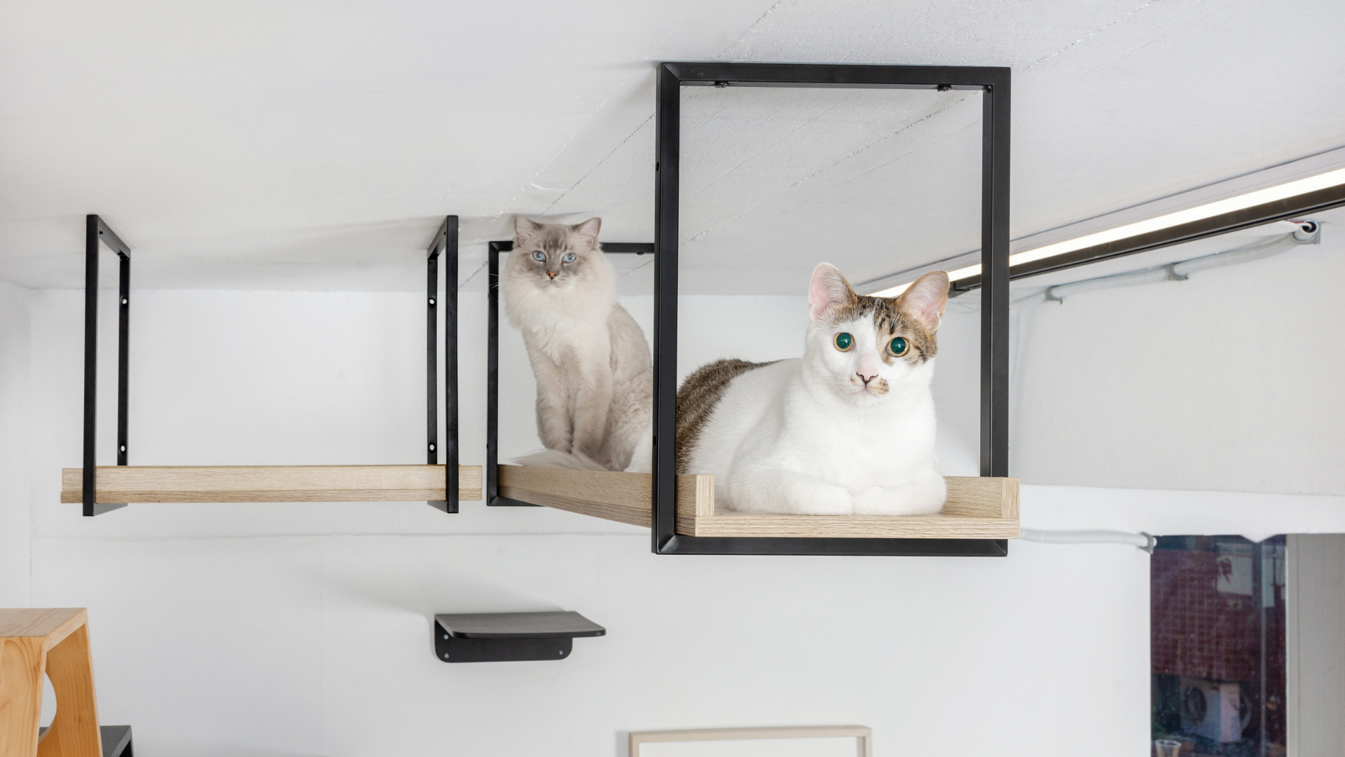置物 catwalk 置物 catwalk Amazon.com: MyZoo Avenue | Wall-Mounted Cat Walkway