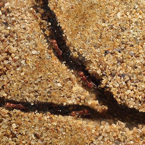 Miniatura 3 de Educational Insights GeoSafari terrario