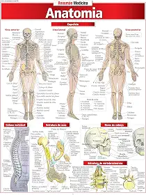 Anatomia