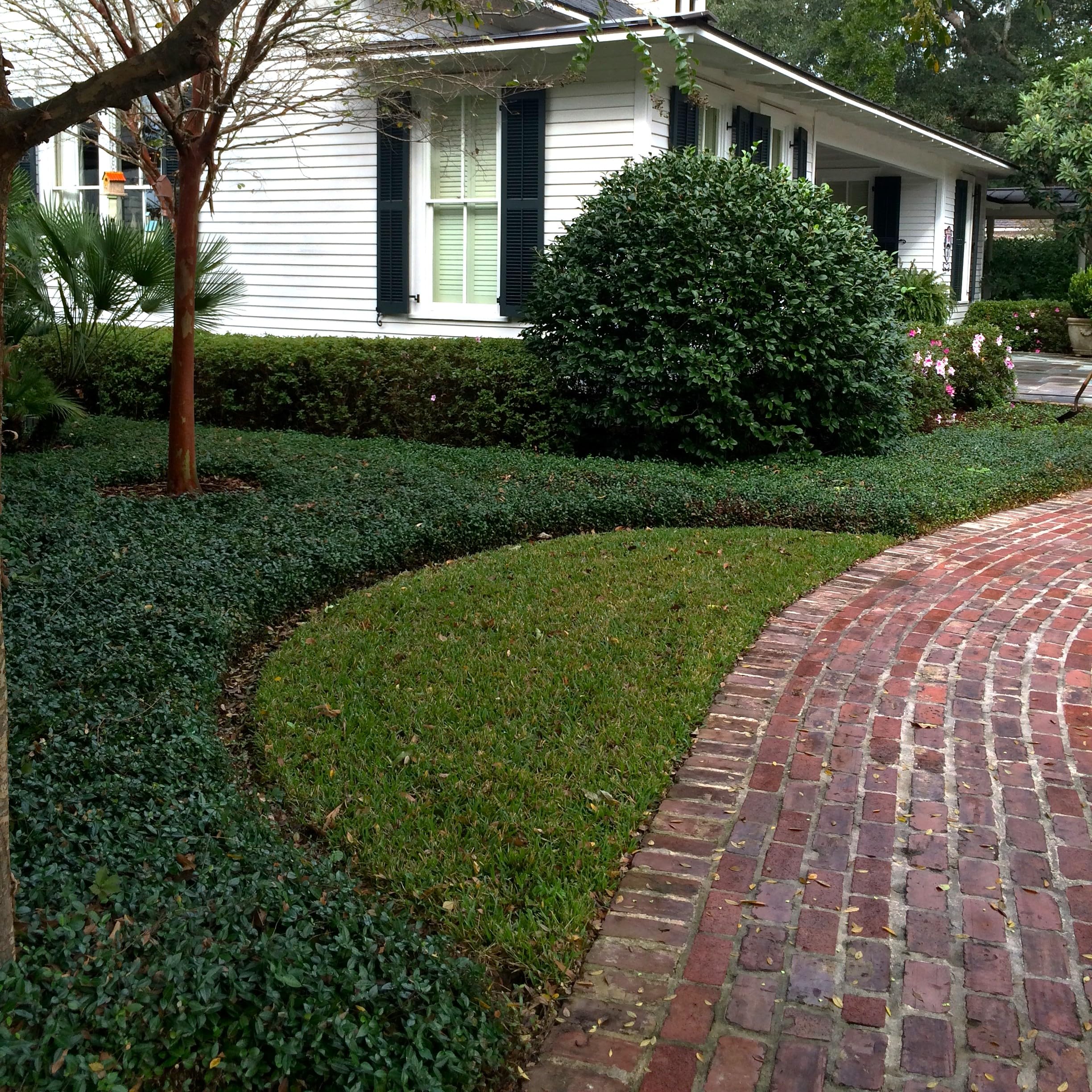 Amazon.com : Asiatic Jasmine - 18 Pack (3.25 in. Pots) Evergreen