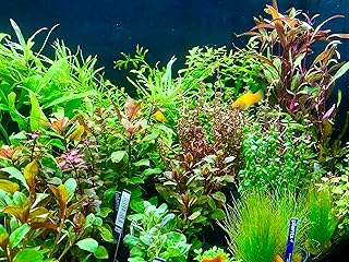 Daxton-Plant - 10 Bund Wasserpflanzen Mix - Aquarim - Pflanzen - gegen Algen - 10 Bund Pflanzen
