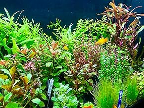 Daxton Plant - 10 Bundles of Aquatic Plants Mix - Aquarium - Plants - Against Algae - 10 Bunches of Plants