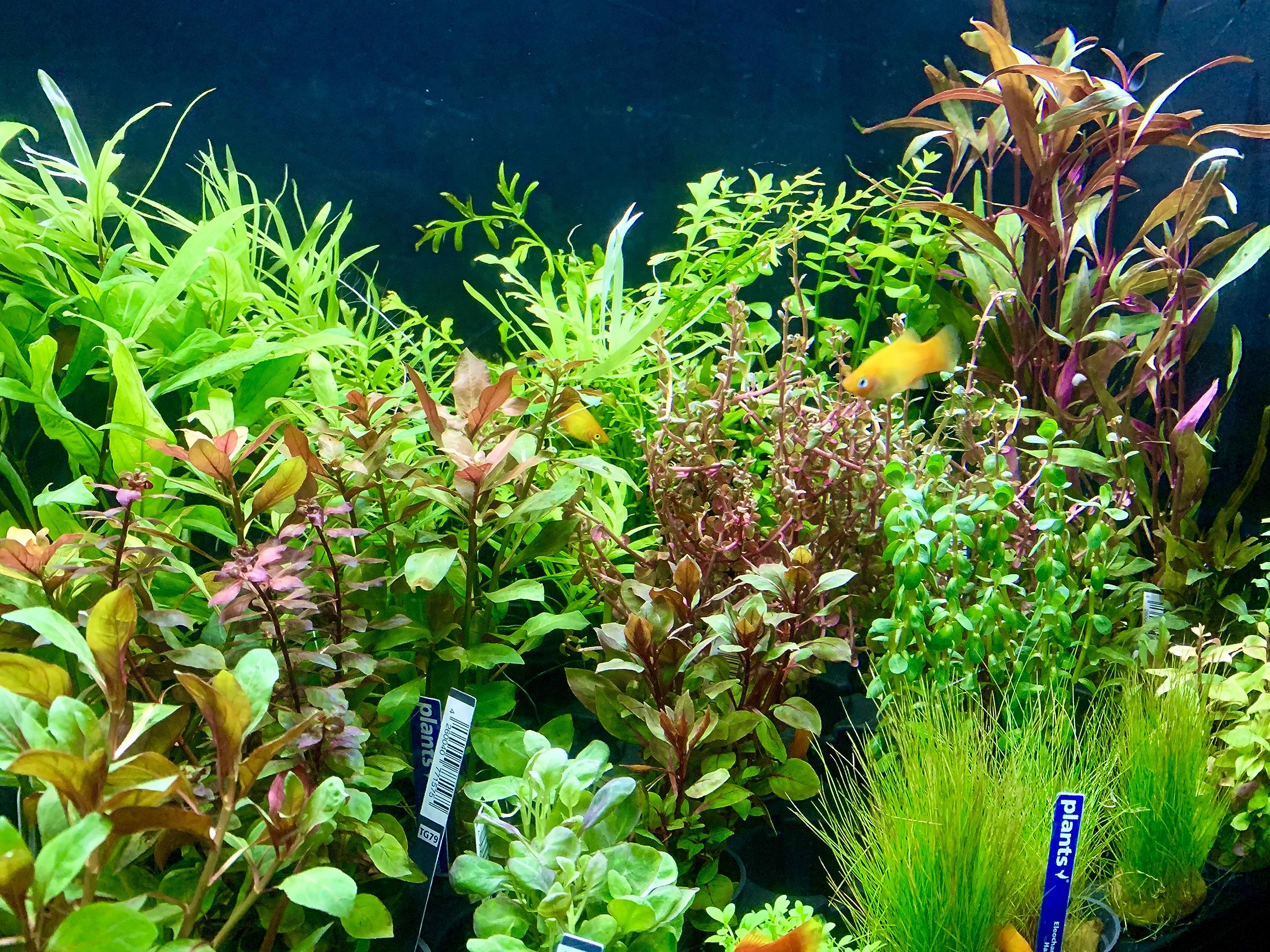 Daxton-Plant - 10 Bund Wasserpflanzen Mix - Aquarim - Pflanzen - gegen  Algen - 10 Bund Pflanzen : Amazon.de: Haustier