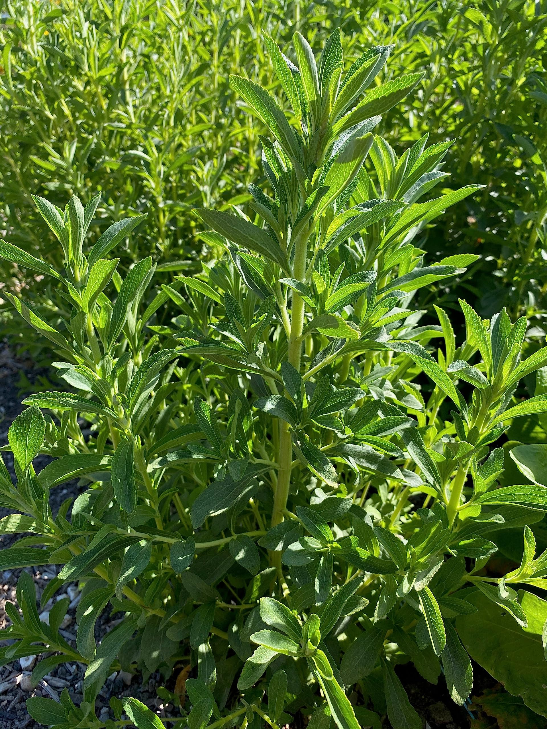 See full amazon price history chart for DHARIKA GARDENS stevia Tulsi/Sweet Tulsi/Basil Plant/Sweet Marjoram - Live plant with ply bag DHARIKA GARDENS stevia Tulsi/Sweet Tulsi/Basil Plant/Sweet Marjoram - Live plant with ply bag (B0C94CBC9X) Amazon Price History, Amazon Price Tracker