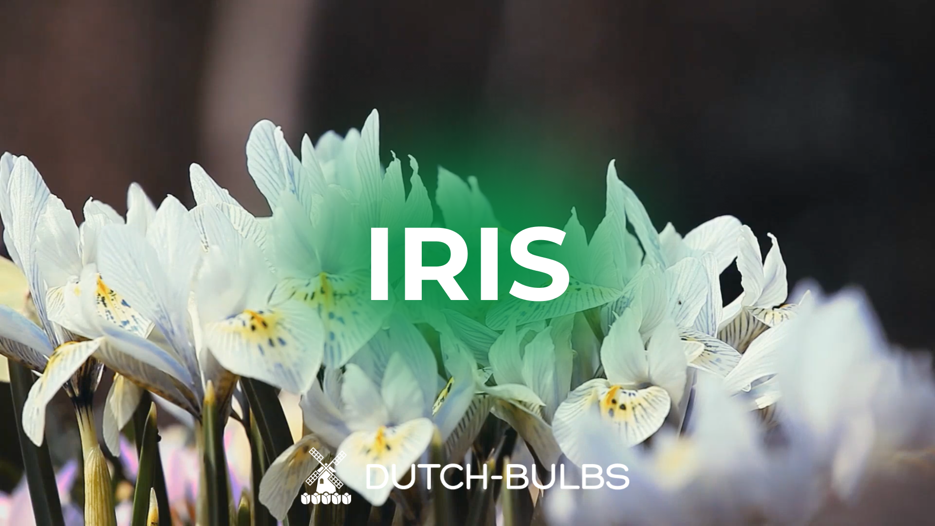 Winterharte Iris Schwertlilien - Robuste Gartenpflanzen Für Anfänger