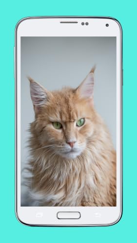 Catoona – vue 2