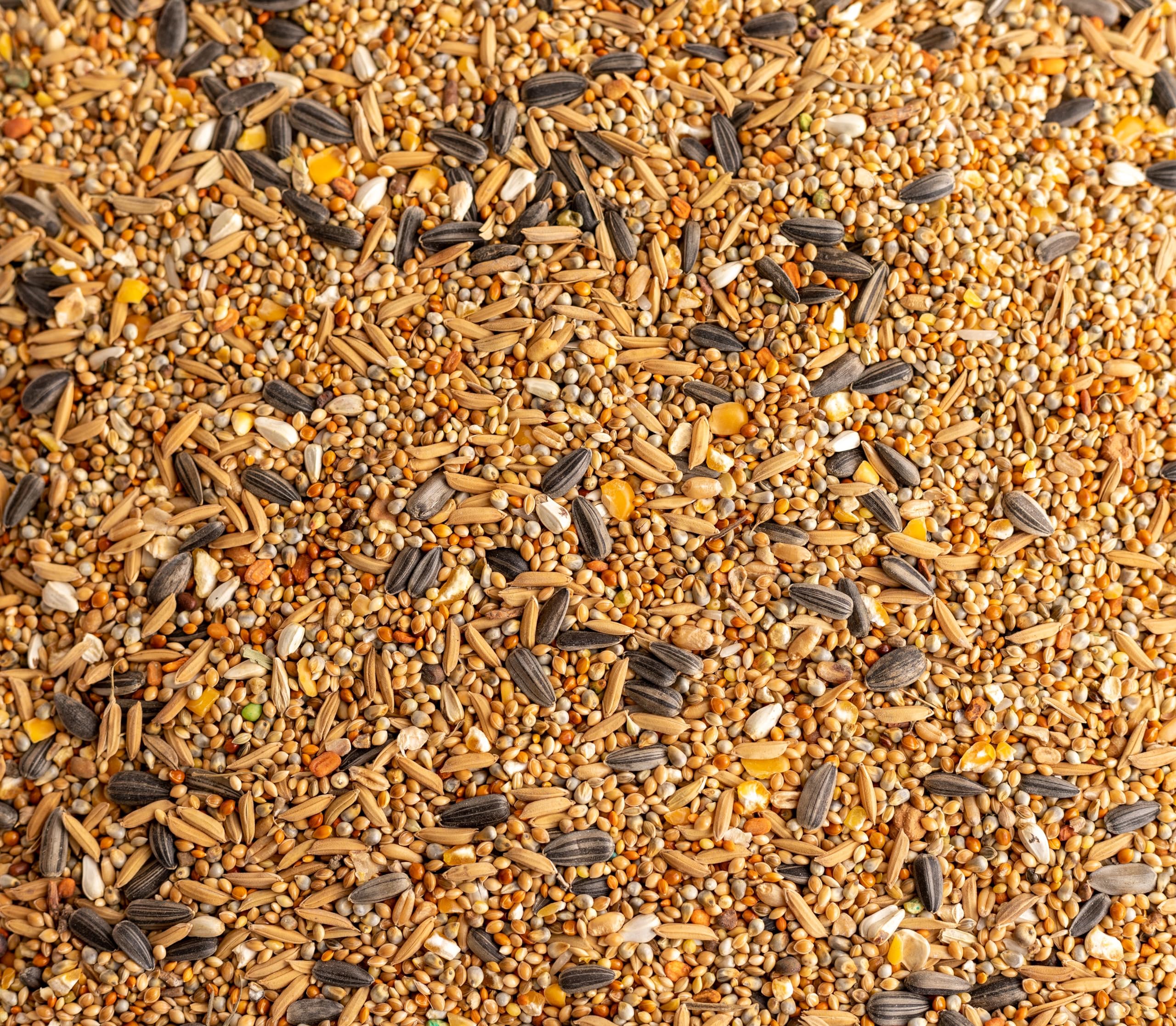 Mix Seeds for Birds | 1KG Birds Seed Mix | Healthy All Natural Seed Mix for All Varieties of Birds (1KG) (B0D5BW2ZP8) Amazon Price History, Amazon Price Tracker