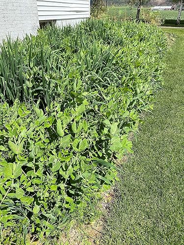 Miniatura 5 de Cubre la mezcla de semillas de cultivos de Eretz (3 libras). Elige el tamaño. Willamette Valley, cultivadas en Oregon, sin OMG, sin rellenos, sin