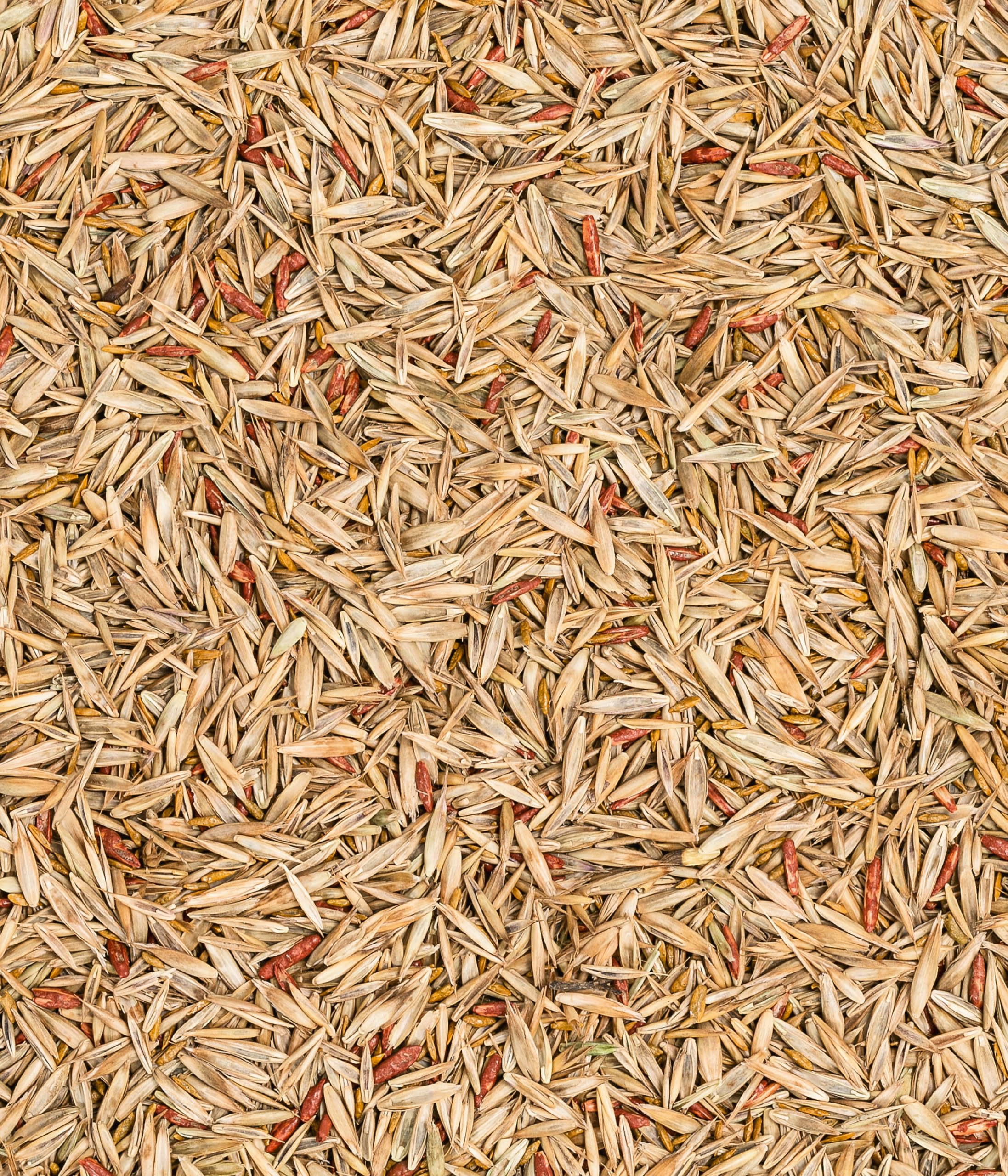 Dehner Saatgut Schattenrasen, hochwertige Rasensamen schnell keimend/selbstregenerierend, ideal für schattige/halbschattige Flächen, FSC-zertifizierte Verpackung, 1.25 kg für ca. 50 m² | pflegeleicht, schnell keimend, selbstregenerierend, ideal für schatt