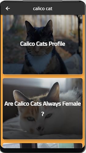 calico cat