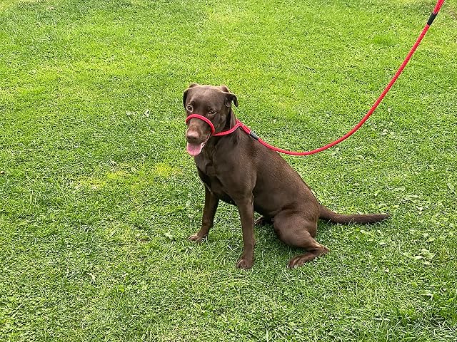 Foto 7 de 8 de No más tirones. Correa antitirones, figura 8, cuello halter, talla única, nailon trenzado súper suave, cómodo