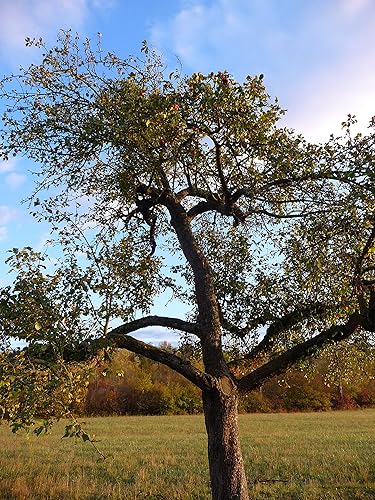 Miniatura 7 de Manzano  Kit de cultivo de semillas  The Jonsteen Company