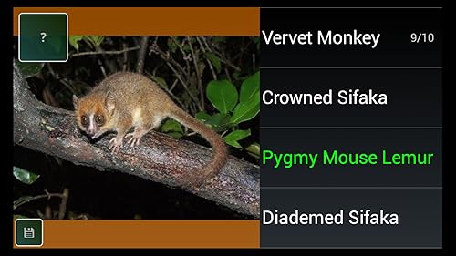 Macaco espécie Trivia Quiz