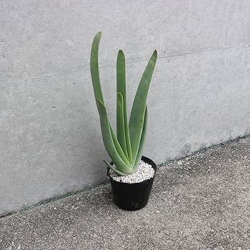 Amazon.co.jp: アロエ・プリカティリス(クマラ・プリカティリス