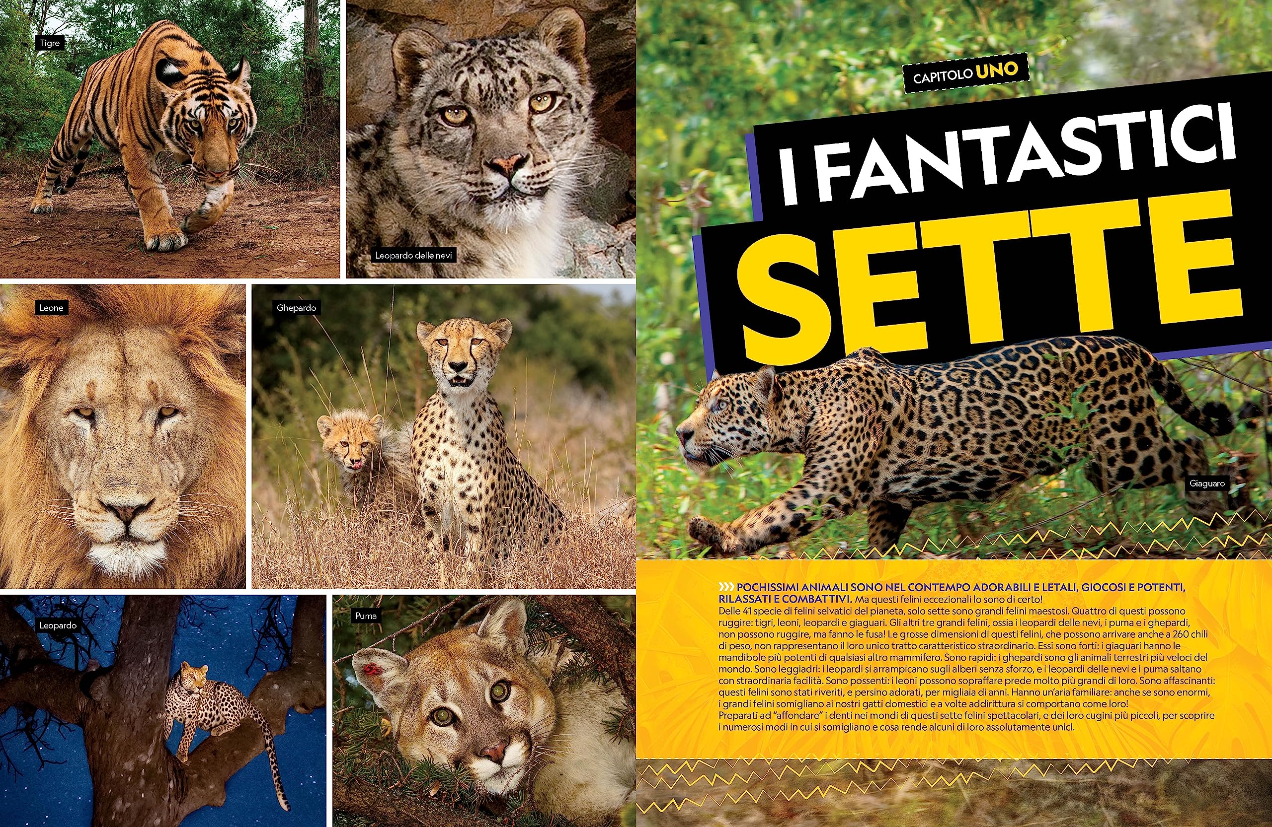 Il grande libro dei felini. Ediz. a colori